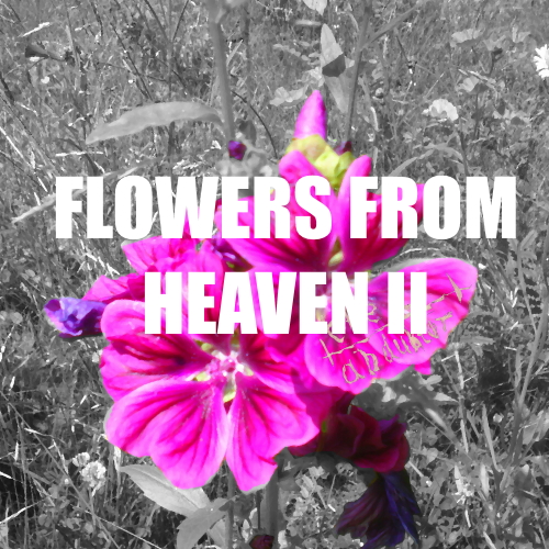Flowers from Heaven II